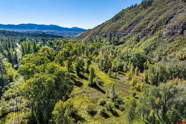 a view of a forest with a tree