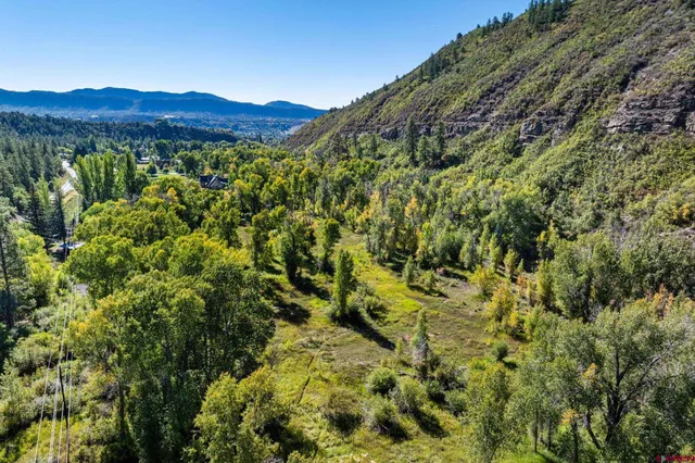 a view of a forest with a tree