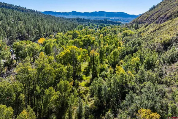 a view of a forest with a forest