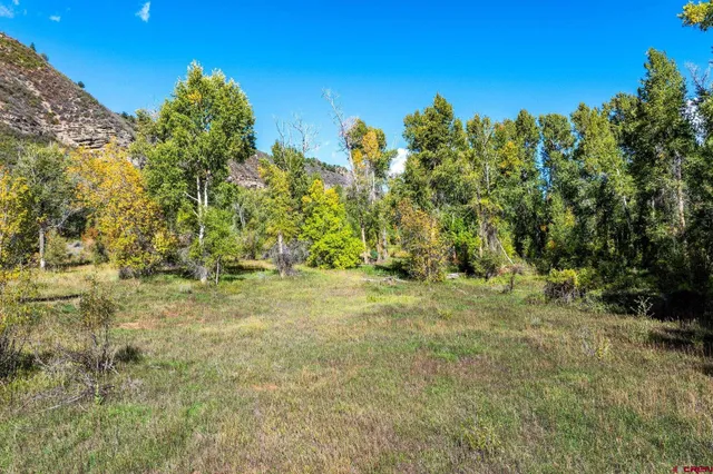 a view of a yard with trees