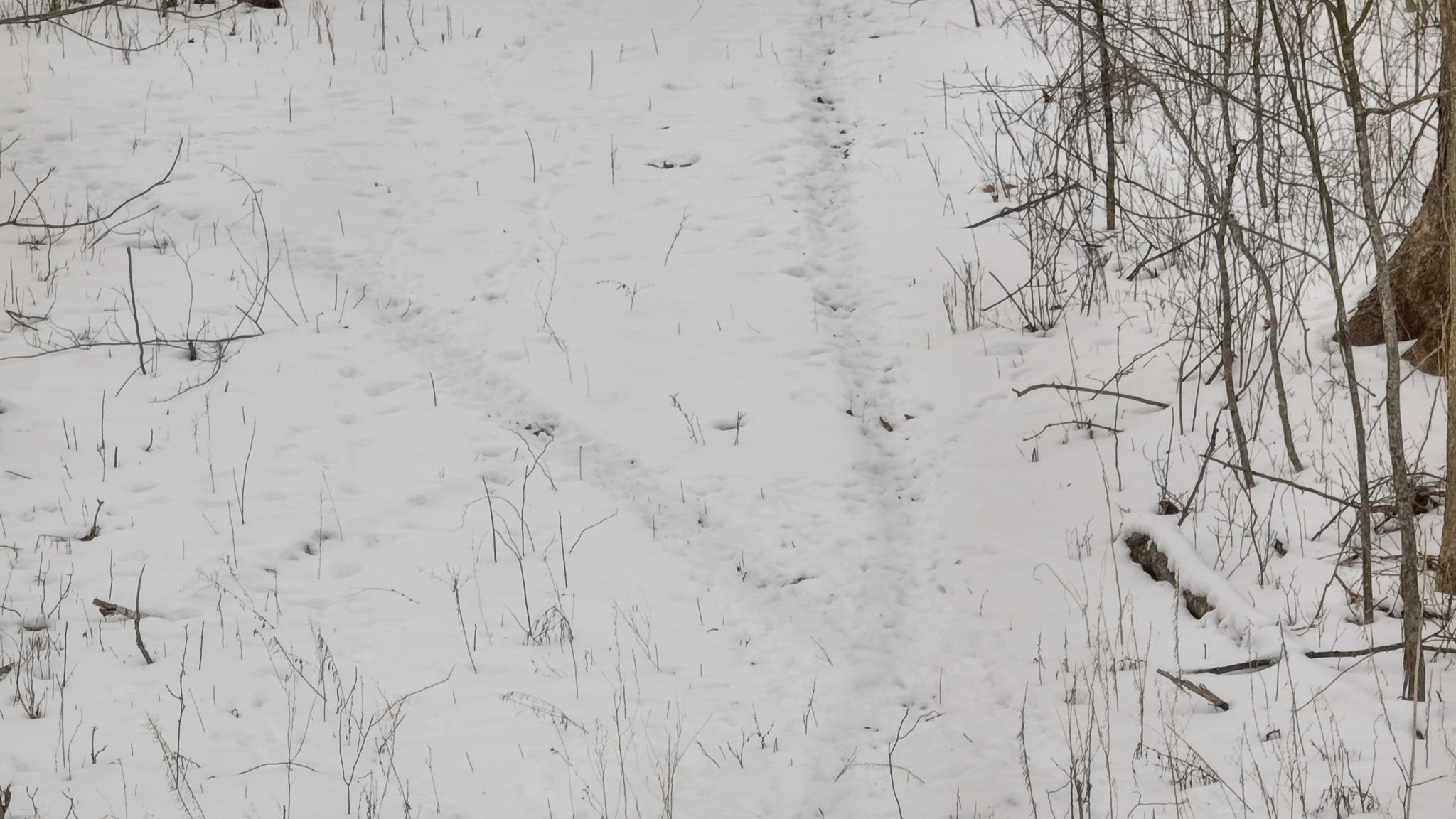 0 Wheat Hollow Road Cazenovia, WI 53924 - Photo 23 of 86