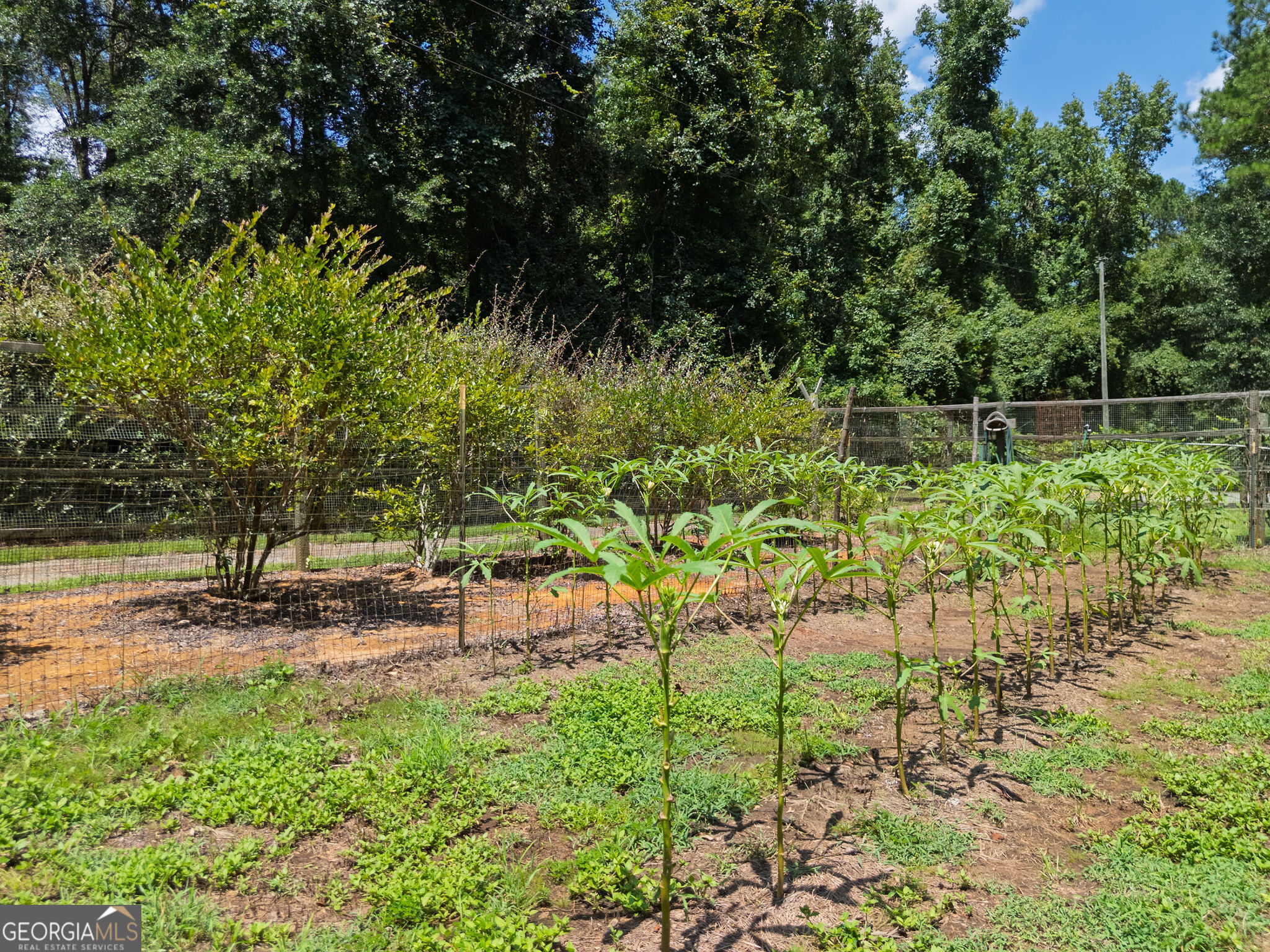 1638 Minor Road Culloden, GA 31016 - Photo 119 of 144 a view of backyard with green space