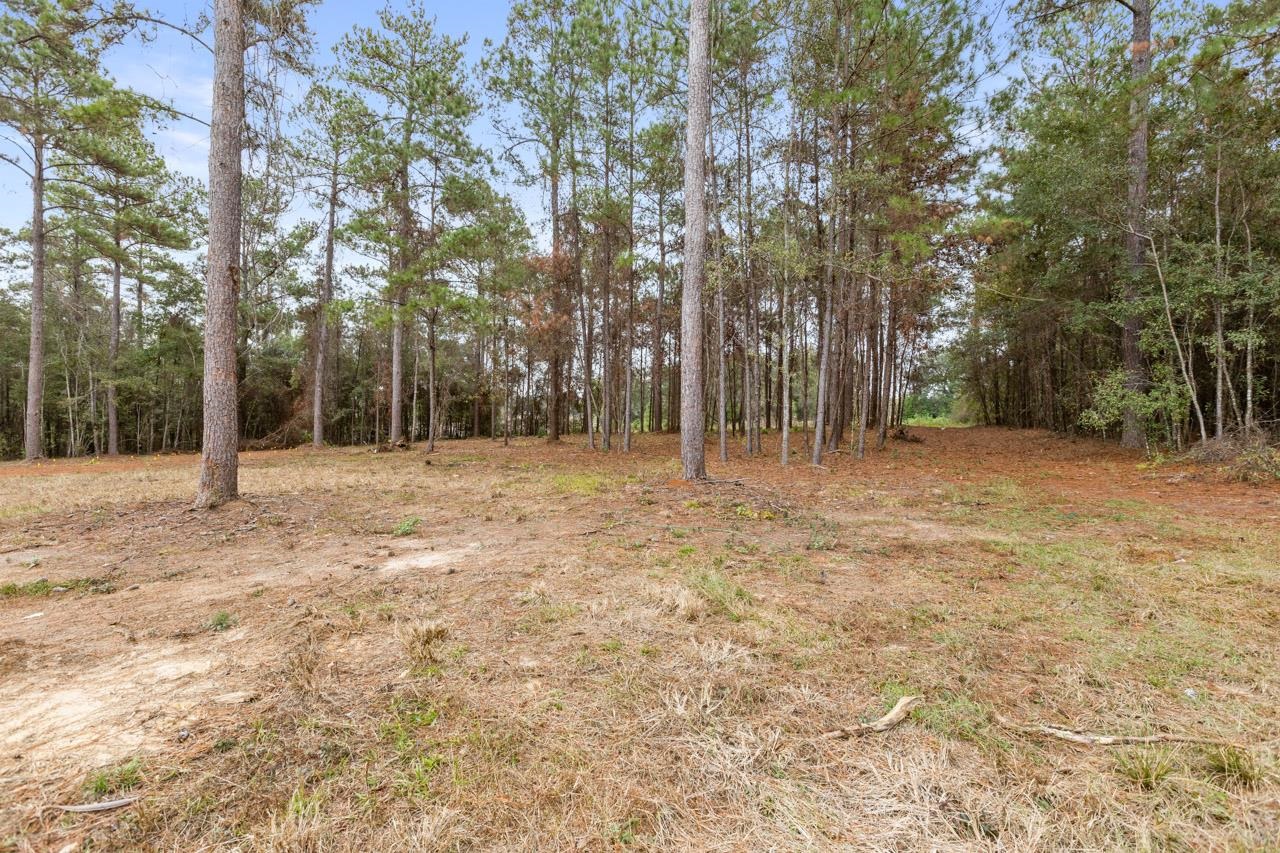 81 Old Tung Grv Road Monticello, FL 32344 - Photo 4 of 40
