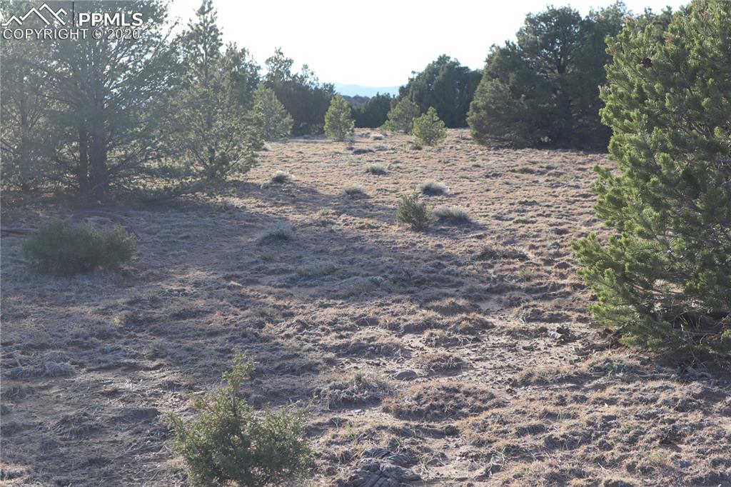 Lot 120 Bear Ridge Road Walsenburg, CO 81089 - Photo 11 of 38 a view of a yard with a tree