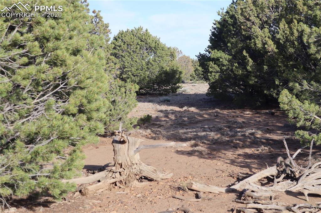 Lot 120 Bear Ridge Road Walsenburg, CO 81089 - Photo 12 of 38 a view of a yard with plants and trees