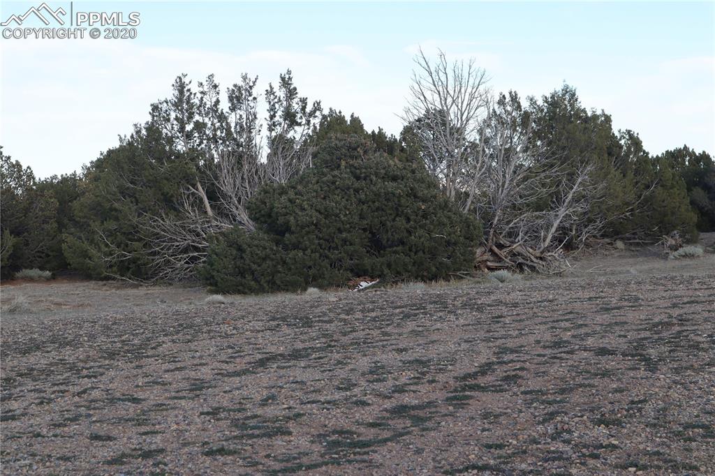 Lot 120 Bear Ridge Road Walsenburg, CO 81089 - Photo 21 of 38 a view of a dry yard with trees