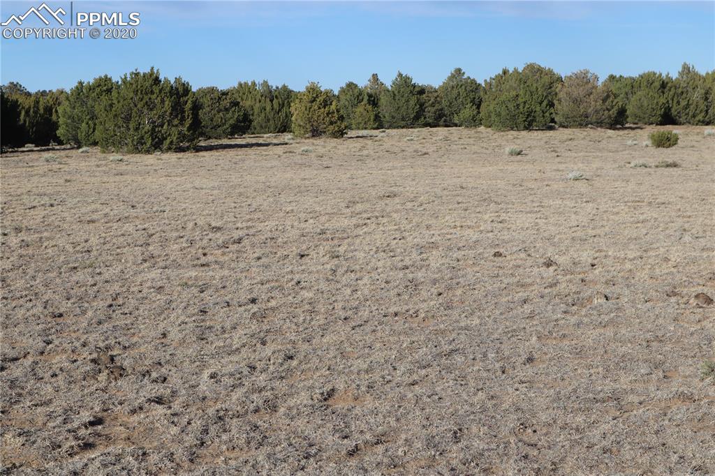 Lot 120 Bear Ridge Road Walsenburg, CO 81089 - Photo 6 of 38 a view of a dry yard with trees in the background