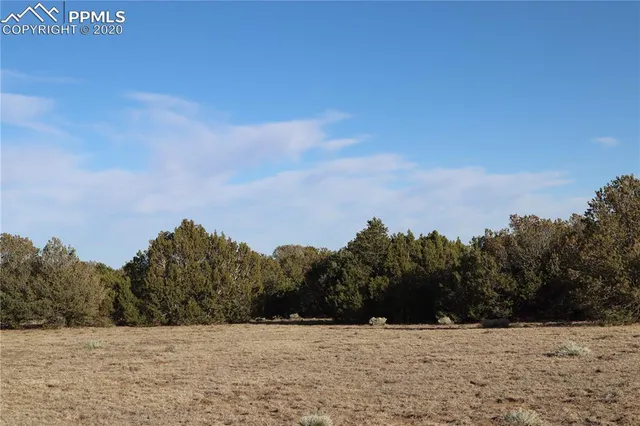 a view of a dry yard with trees in the background