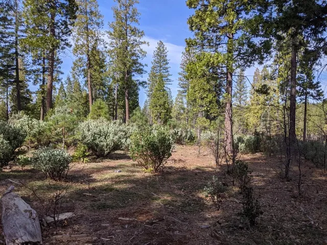 a view of a forest filled with trees