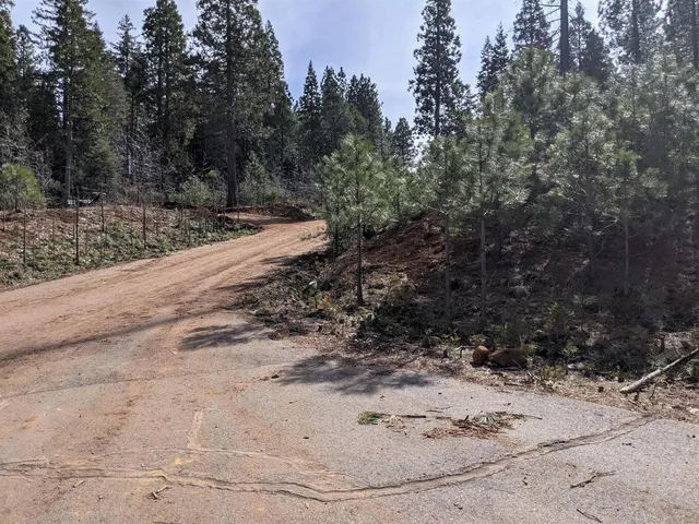 a view of a yard with a tree
