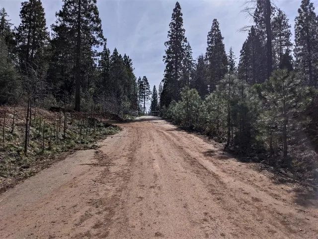 a view of a dirt road with trees