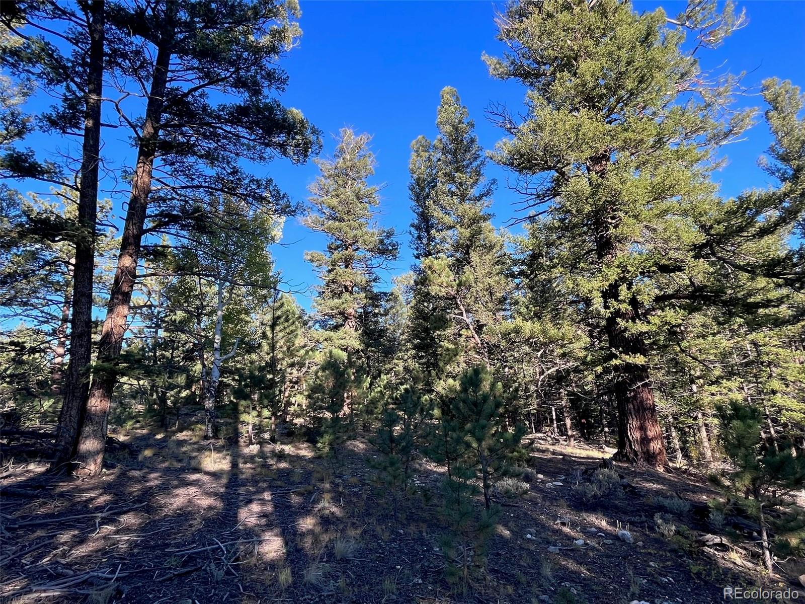 14759 Quartz Circle Salida, CO 81201 - Photo 5 of 11 a view of a tree