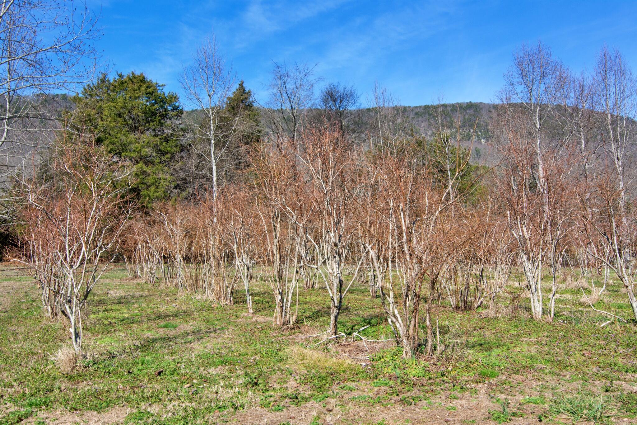 240 Sardis Church Road Whitwell, TN 37397 - Photo 6 of 94 240SardisChurchRd-2