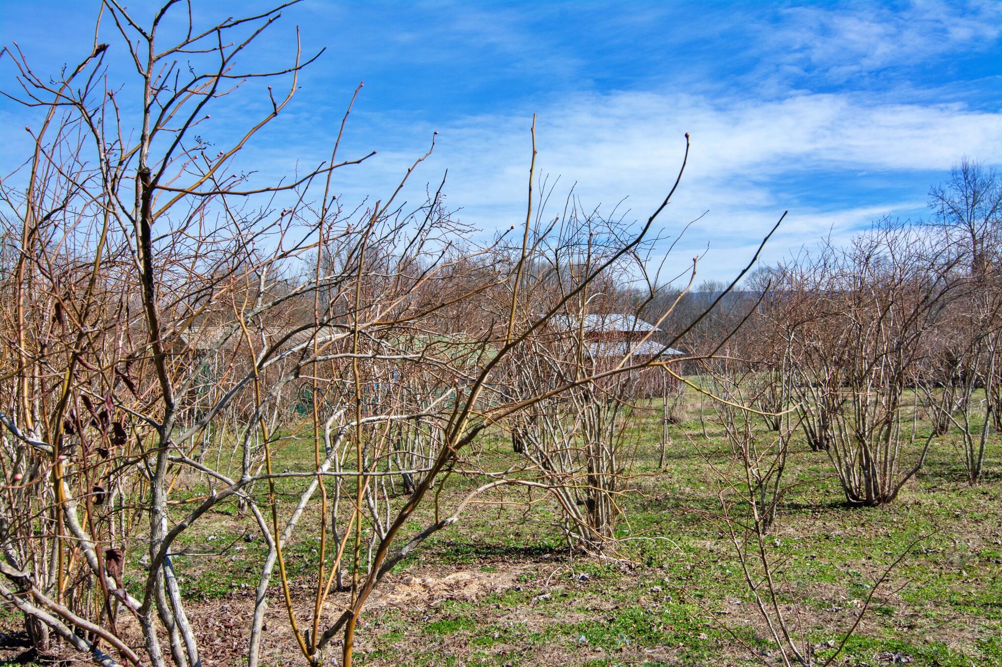 240 Sardis Church Road Whitwell, TN 37397 - Photo 7 of 94 240SardisChurchRd-3