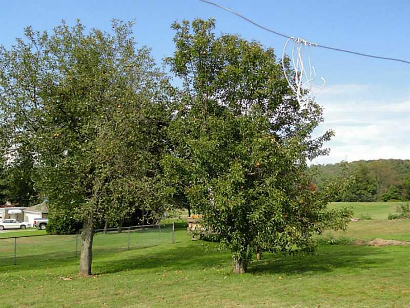 4015 Chieftan Road Irwin, PA 15642 - Photo 24 of 24 Yard/Garden. Some trees in the back yard.