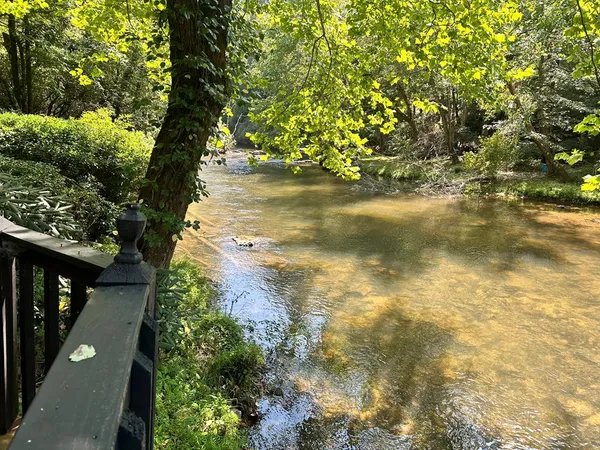a view of a backyard with large trees and plants