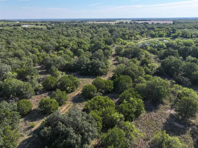 a view of a lush green forest with lots of bushes