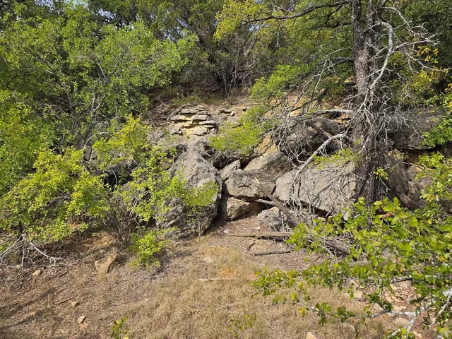 a view of a yard with plants and tree