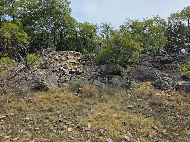 a view of a yard with plants and large trees