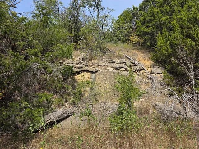 a view of a tree in a yard