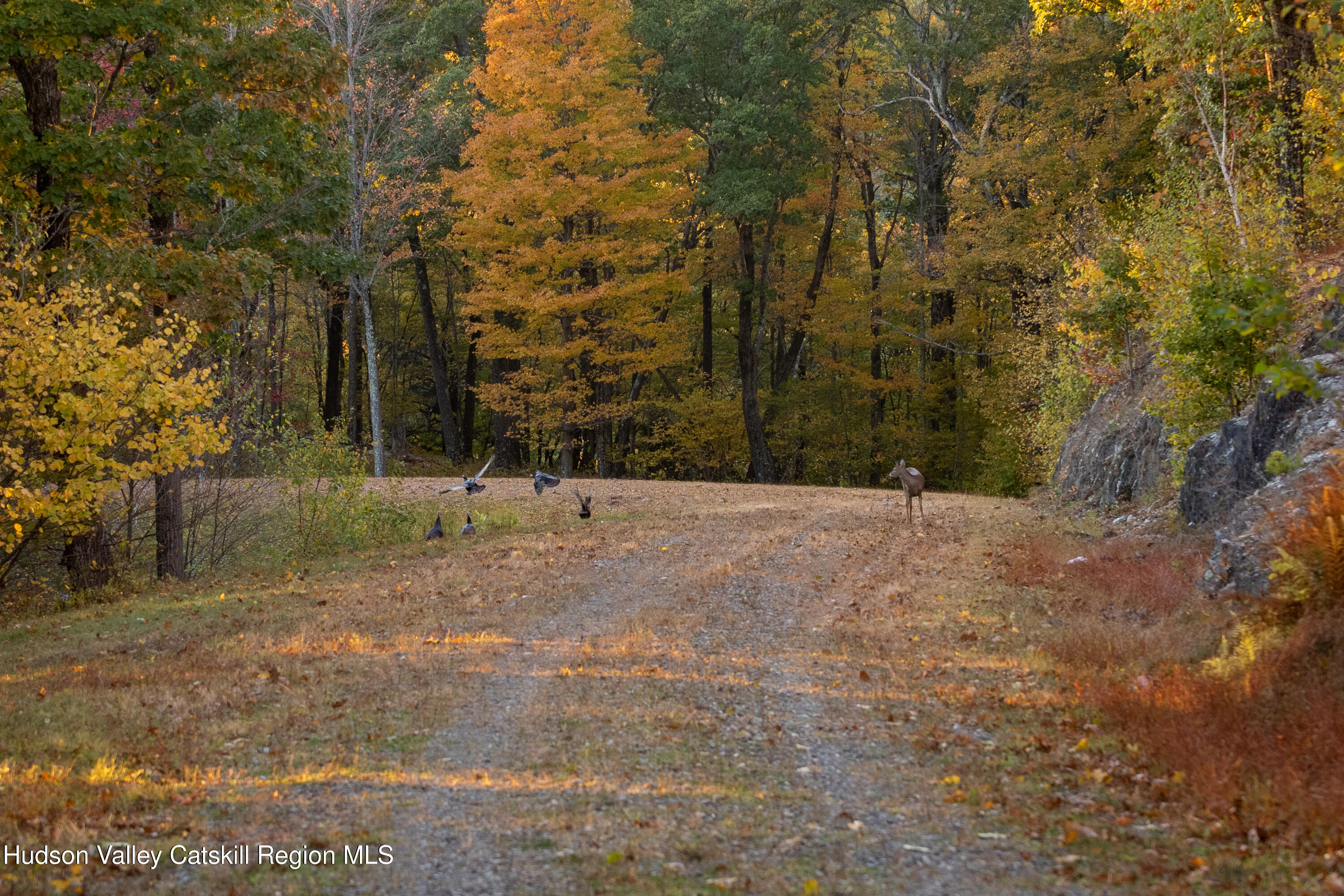 190 Mallory Road Chatham, NY 12037 - Photo 16 of 26 a view of a field with trees in the background