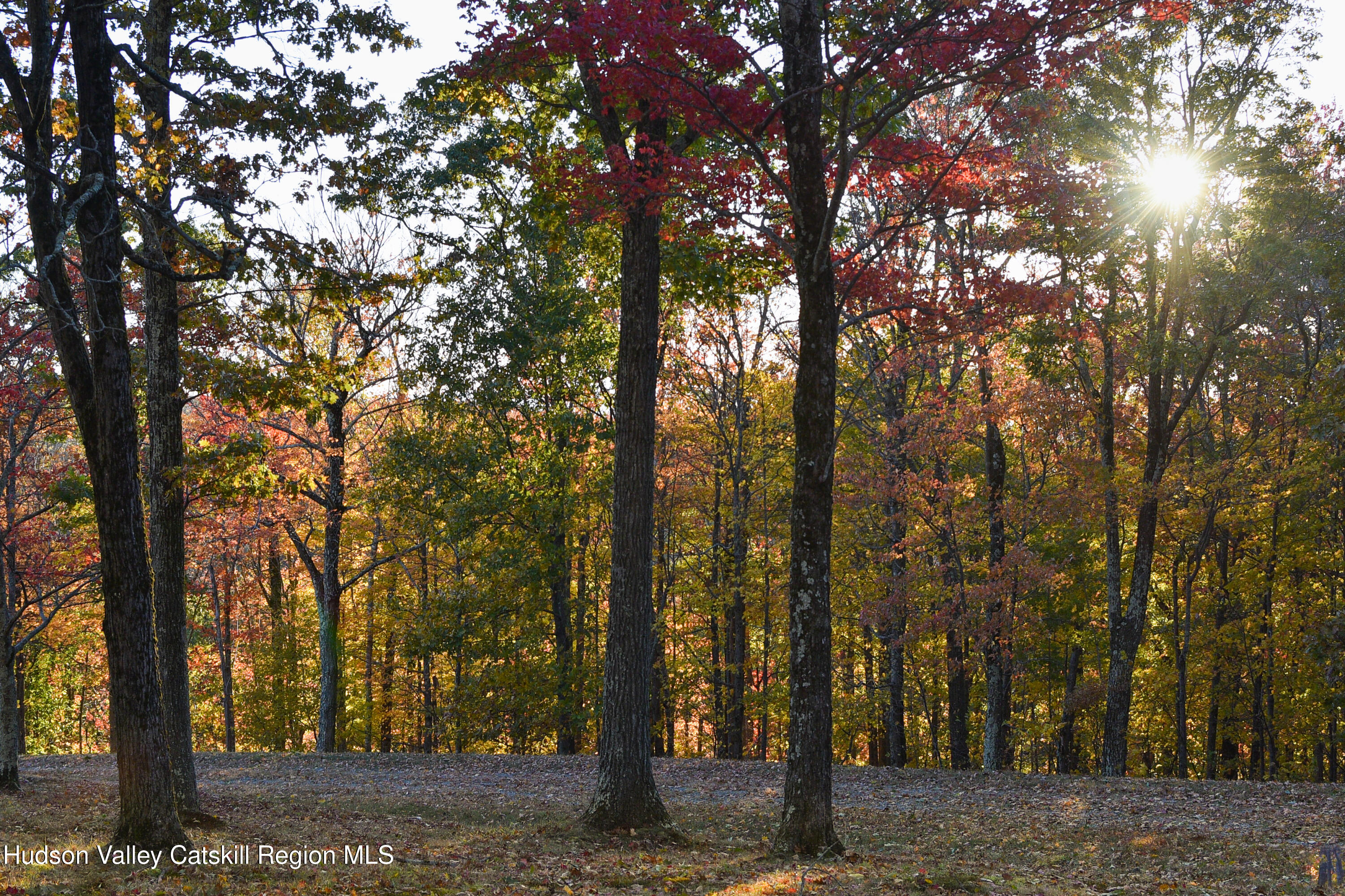 190 Mallory Road Chatham, NY 12037 - Photo 20 of 26 a view of a forest with trees