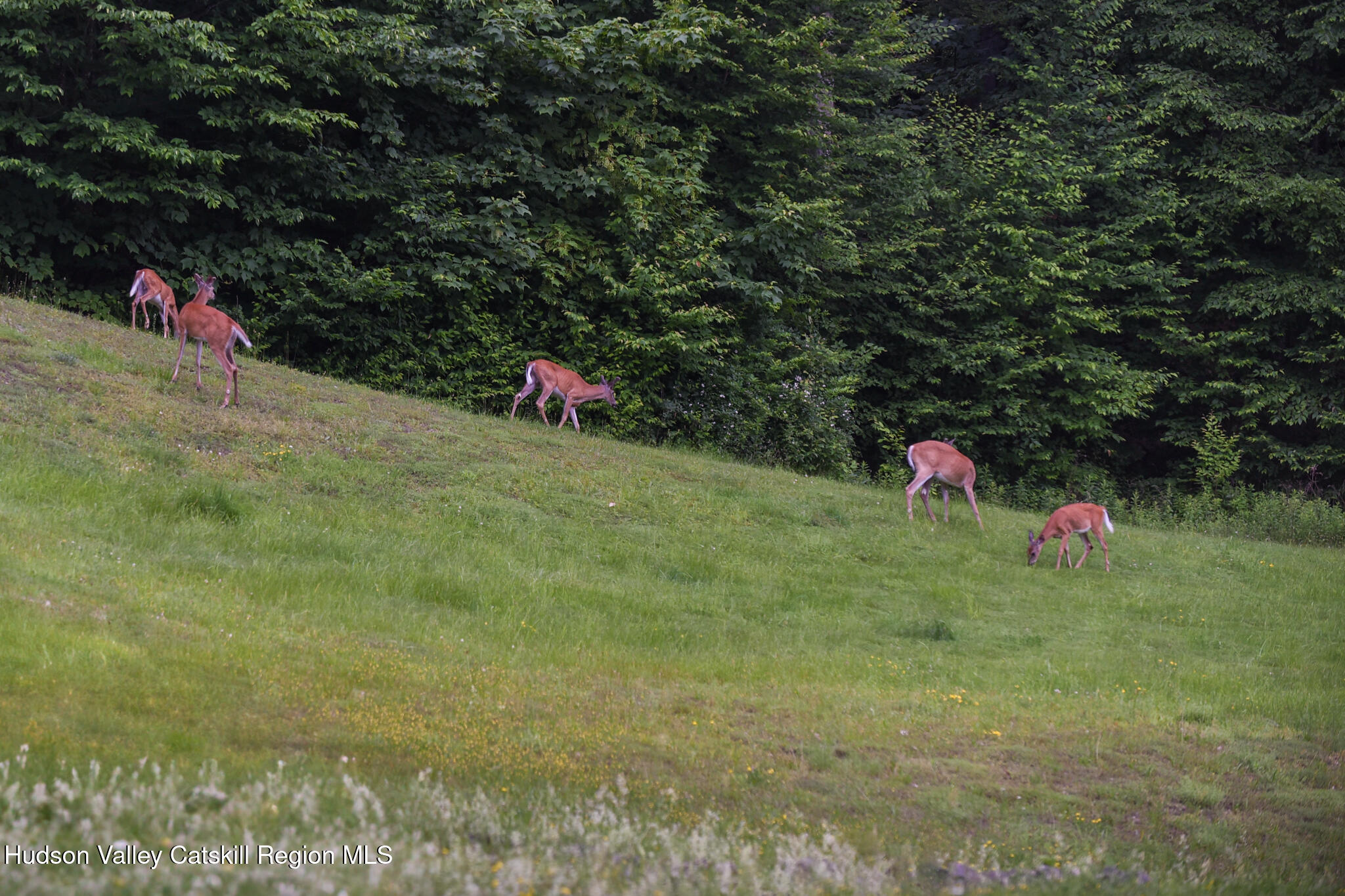 190 Mallory Road Chatham, NY 12037 - Photo 25 of 26 a view of a ground