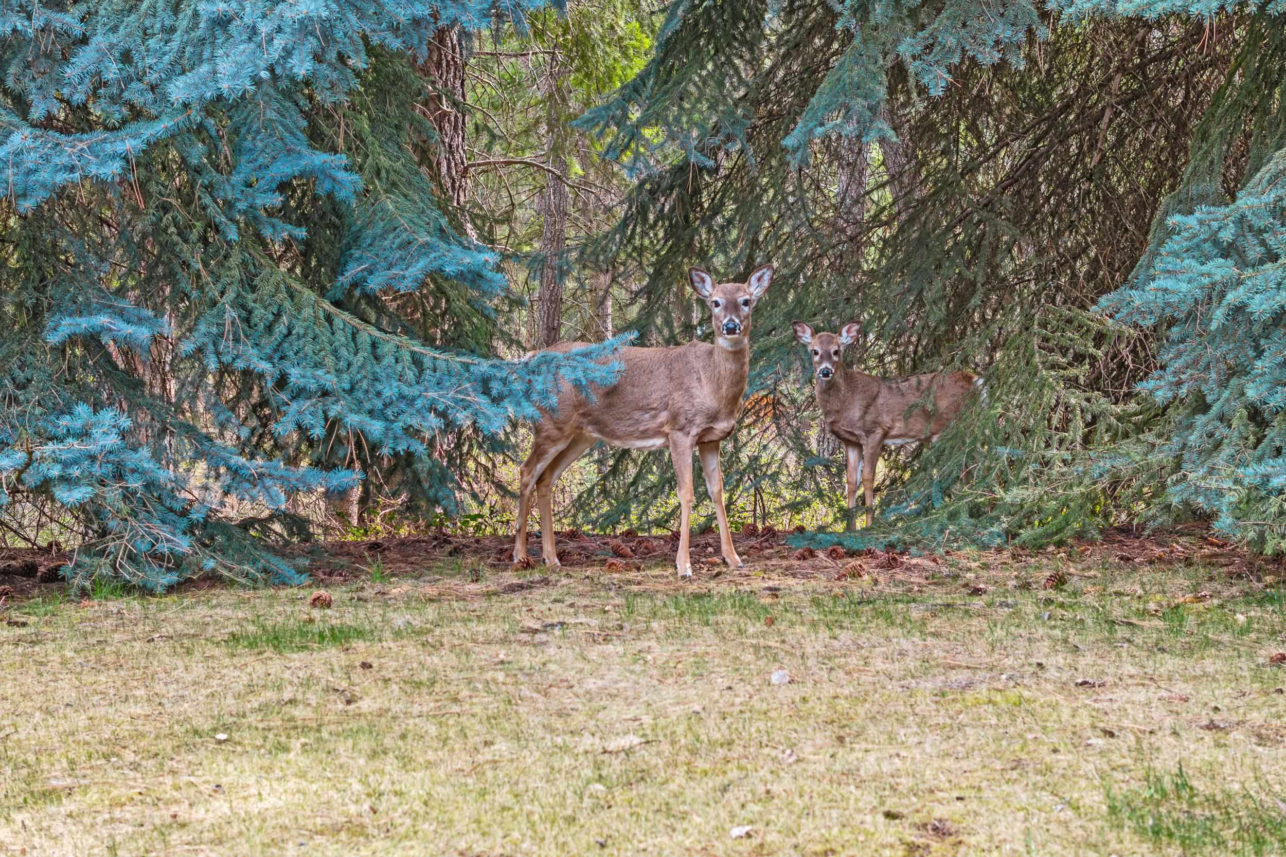 596 Finley Gulch Road Colville, WA 99114 - Photo 38 of 40
