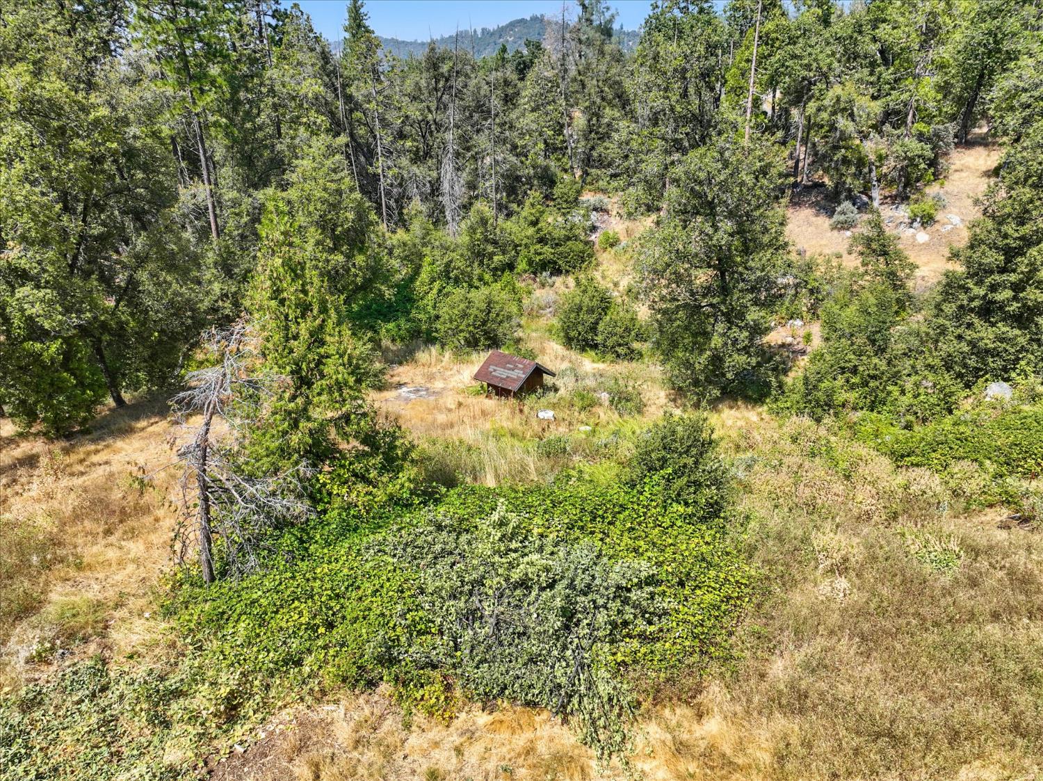 39712 Deer Ridge Drive Oakhurst, CA 93644 - Photo 37 of 40 a view of a forest with a tree