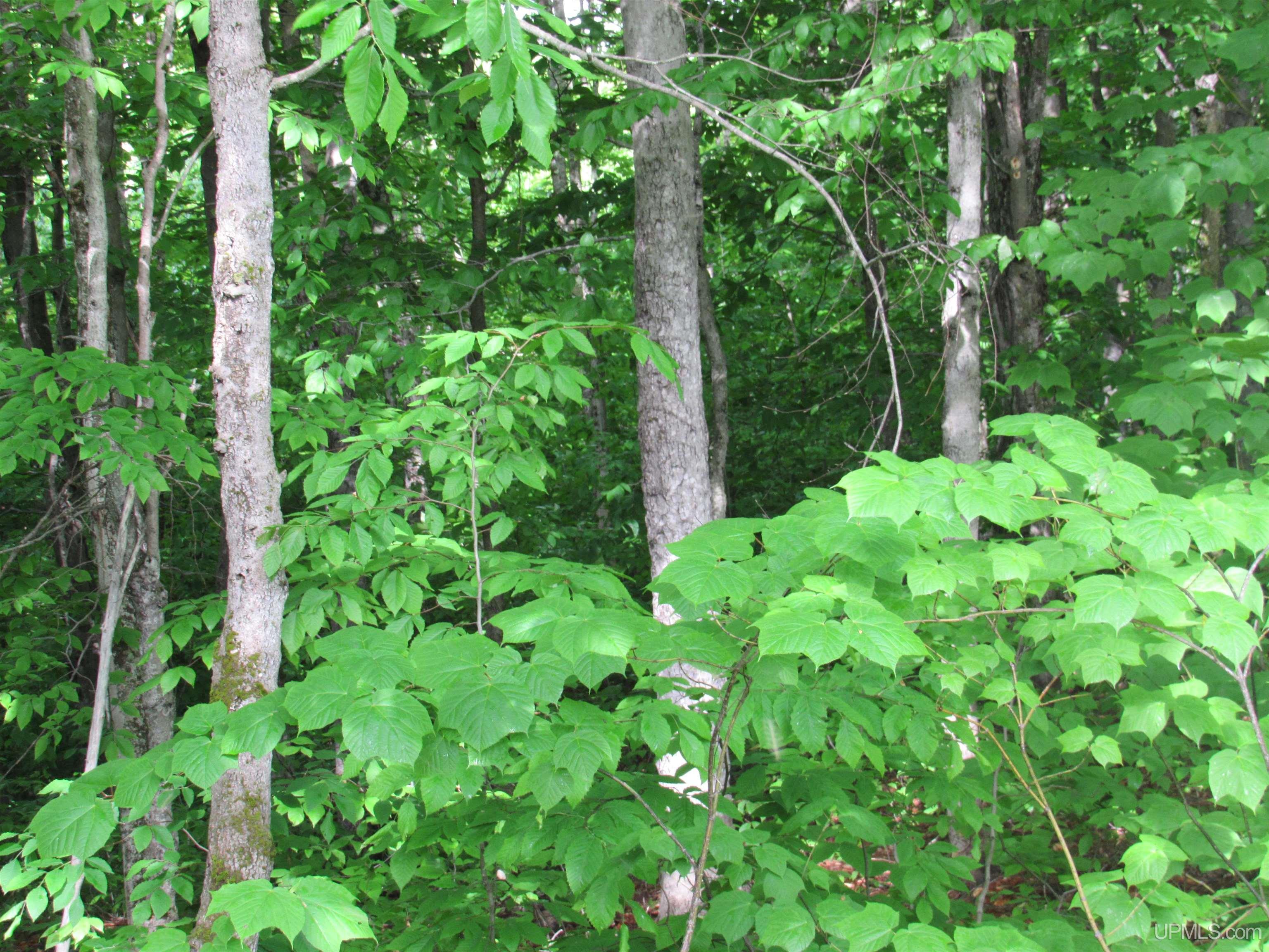 Tbd Tbd Sigan Camp Road Seney, MI 49883 - Photo 28 of 41