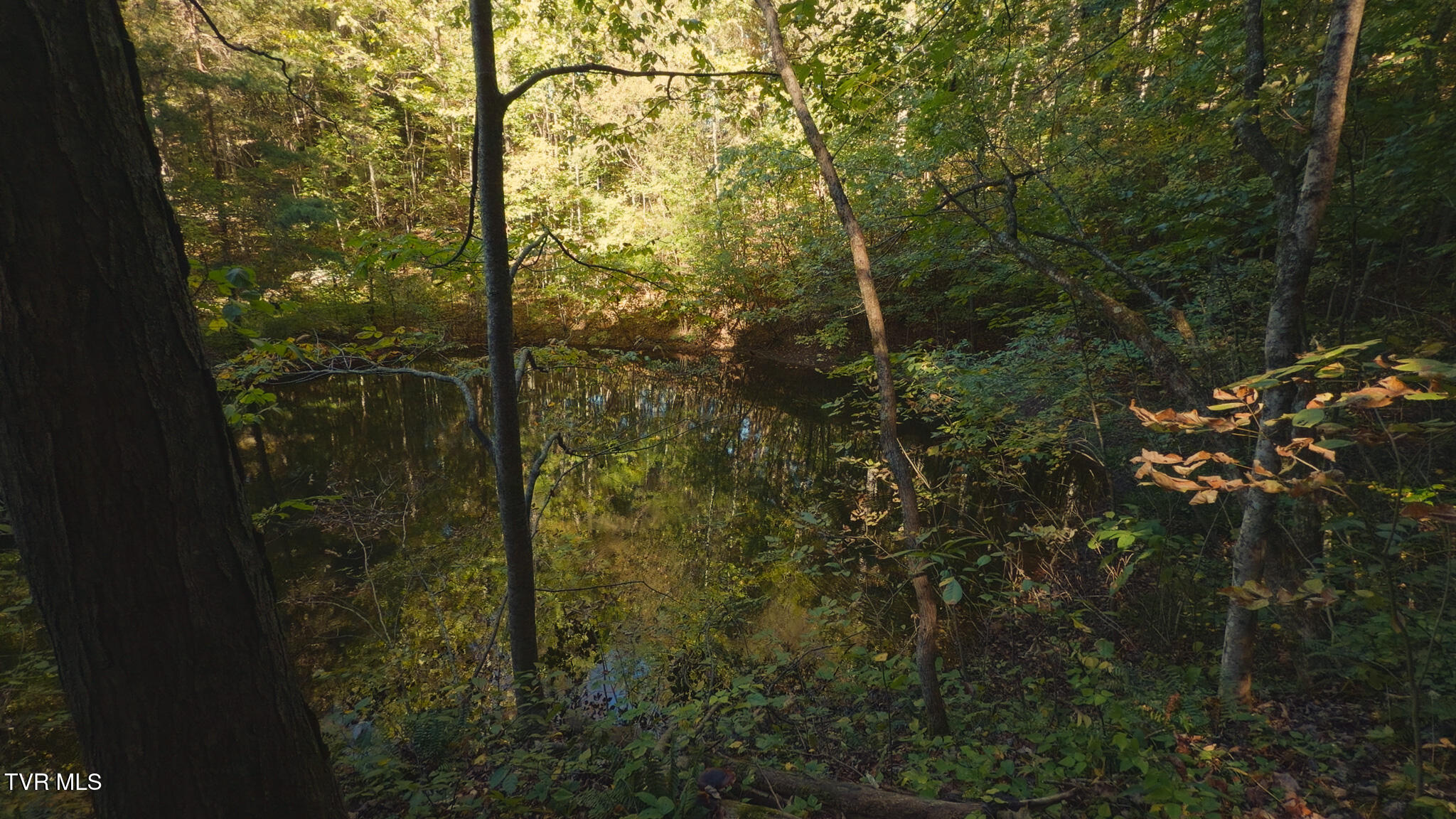 69.26-acre Wolfe Road Sneedville, TN 37869 - Photo 17 of 27 Still 2025-10-09 205703_1.8.1