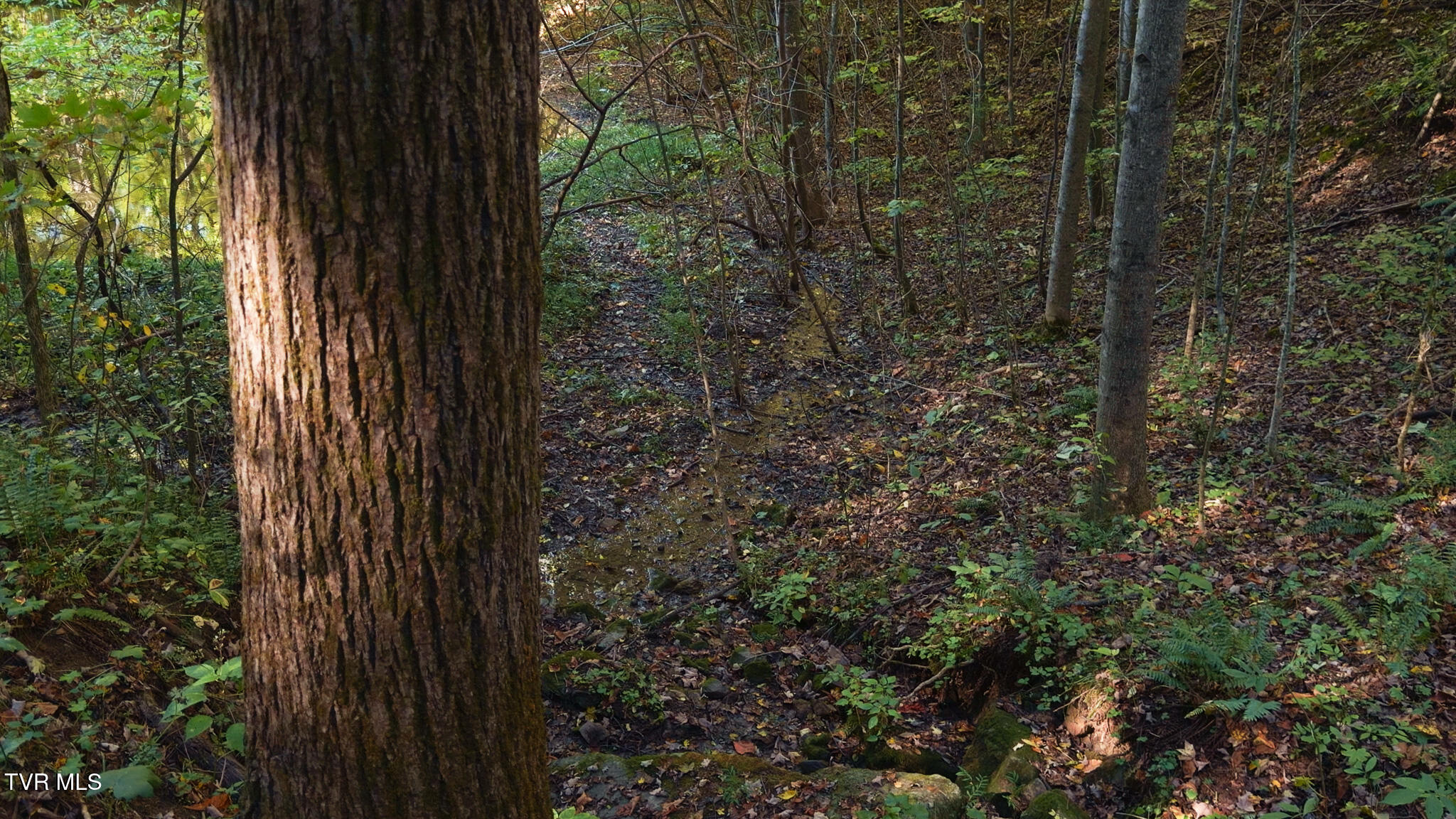69.26-acre Wolfe Road Sneedville, TN 37869 - Photo 23 of 27 Still 2025-10-09 210944_1.29.1