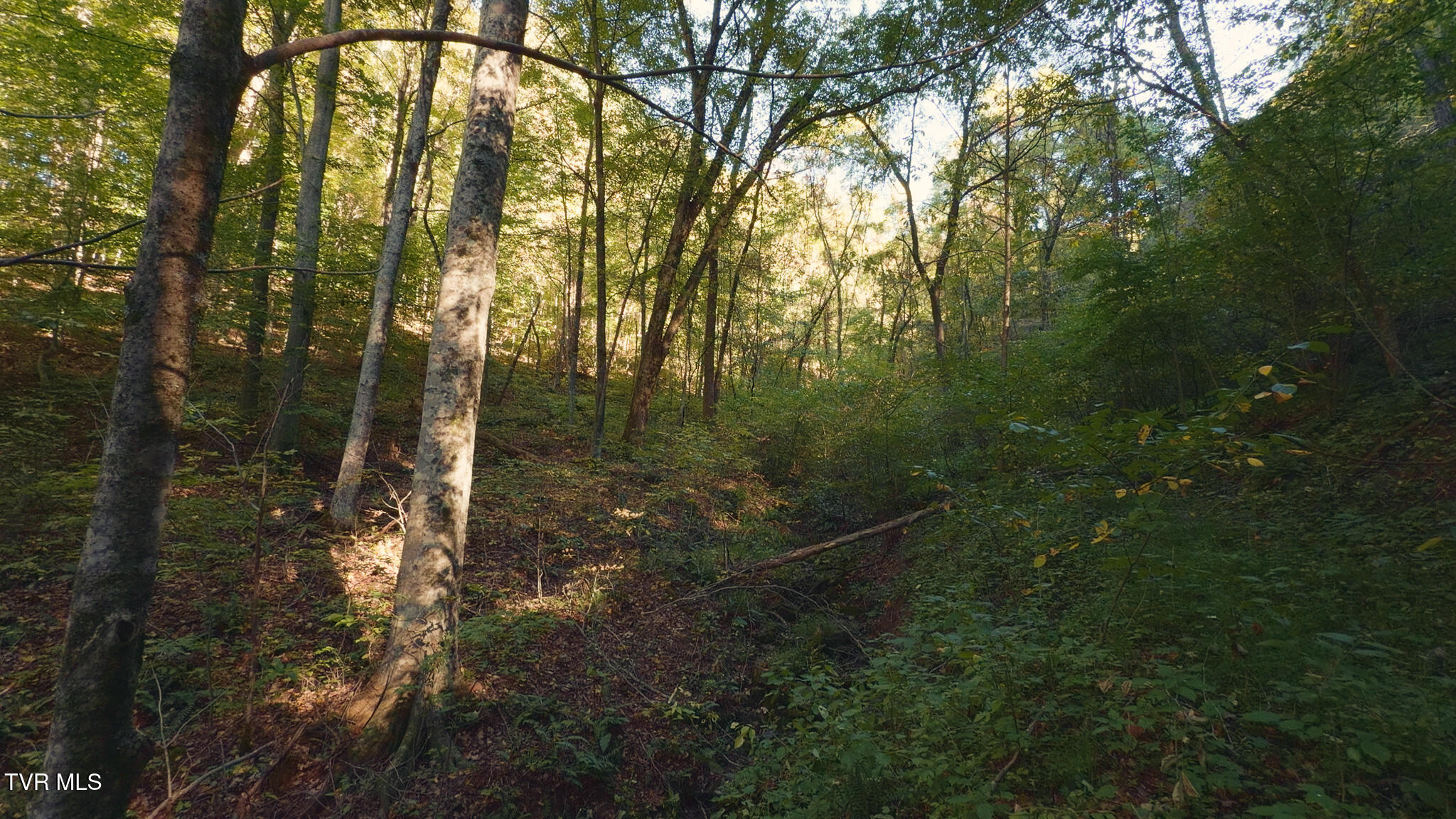 69.26-acre Wolfe Road Sneedville, TN 37869 - Photo 25 of 27 Still 2025-10-09 211119_1.31.1
