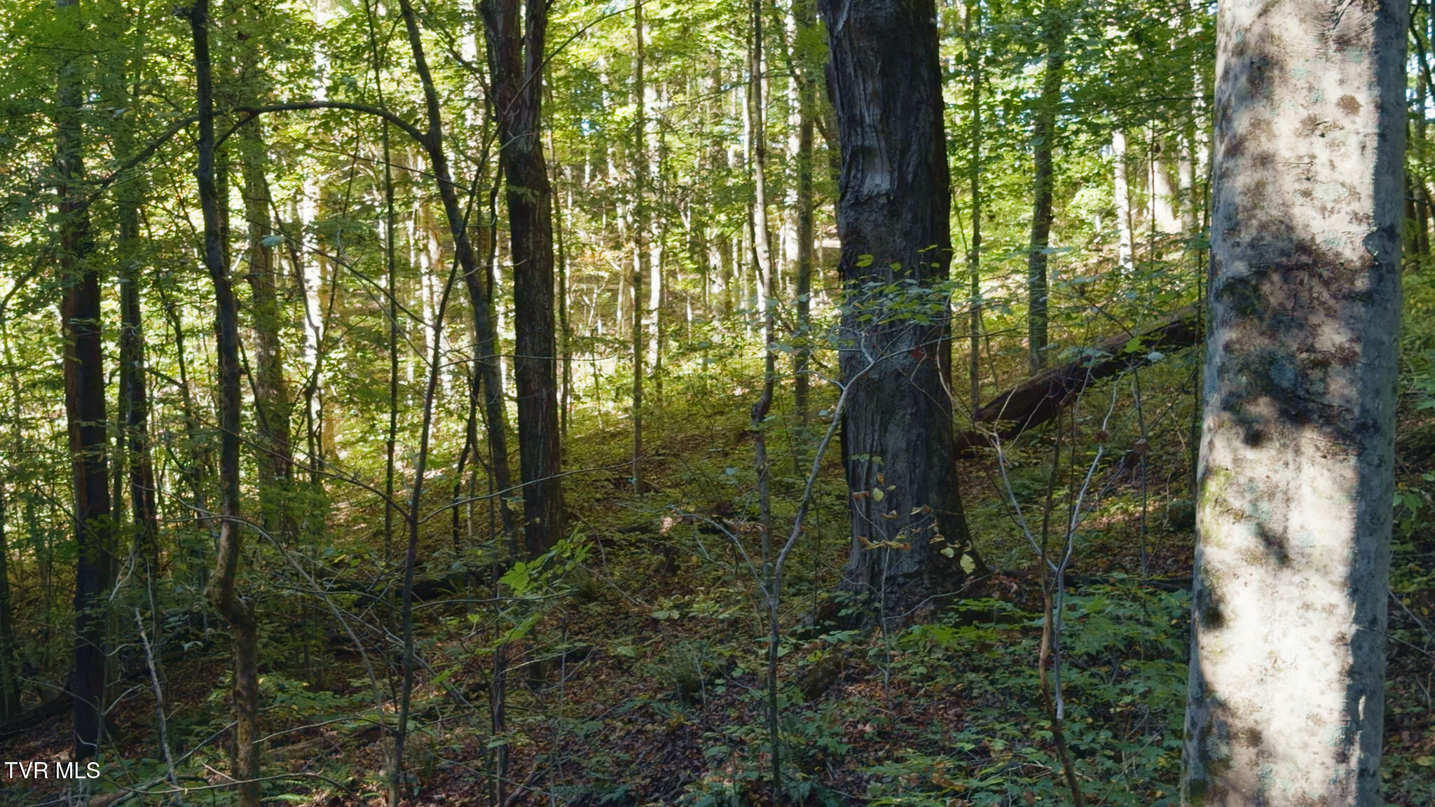 69.26-acre Wolfe Road Sneedville, TN 37869 - Photo 26 of 27 Still 2025-10-09 211258_1.32.2