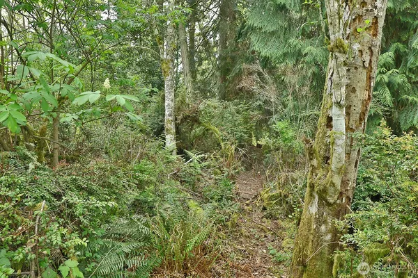 a view of a lush green forest