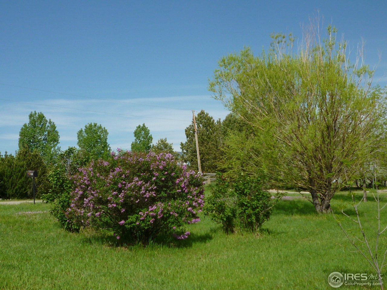 6323 Corinth Road Longmont, CO 80503 - Photo 23 of 23 Lilacs in front yard