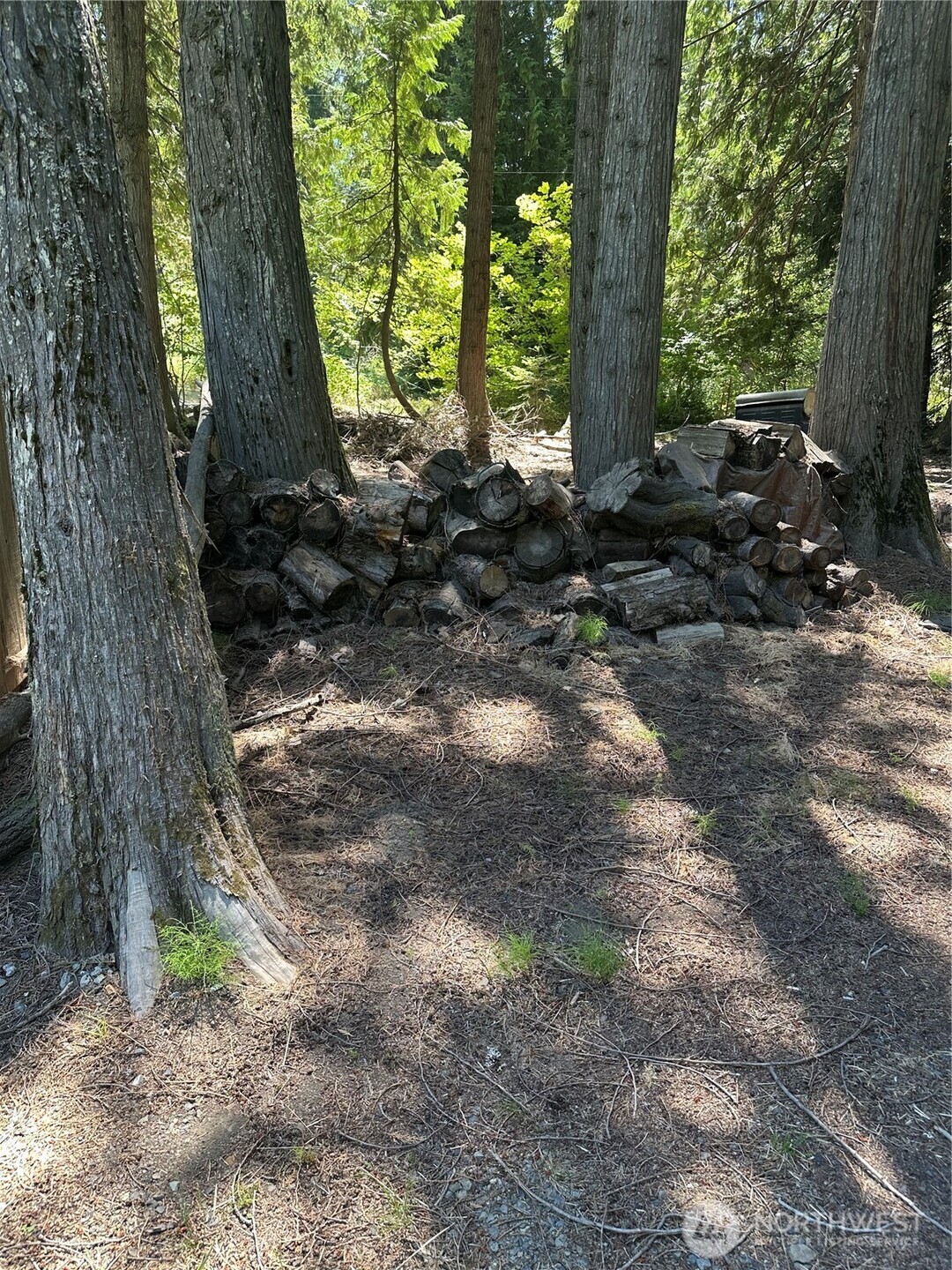 301 McElroy Road Cle Elum, WA 98922 - Photo 3 of 19 a view of a forest filled with trees