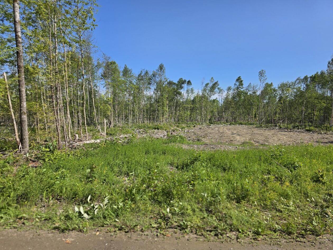 Lot 26 East Williams Road Amity, ME 04471 - Photo 3 of 6 20260716_092948