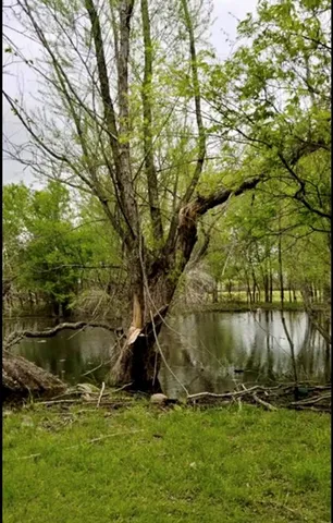 a plant view in yard