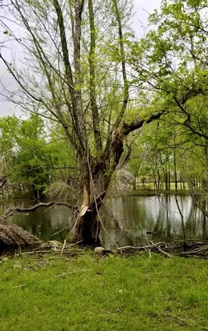 a view of garden with trees