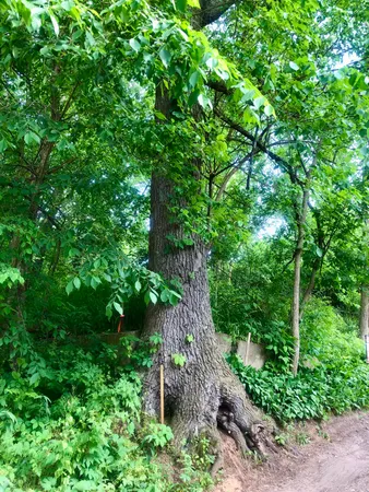 $23,000 | 11133 Hillside, Pinckney, MI 48169