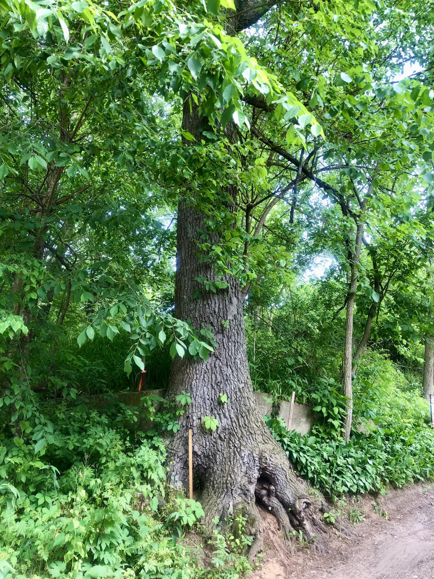 11133 Hillside Pinckney, MI 48169 - Photo 8 of 16 Img 1