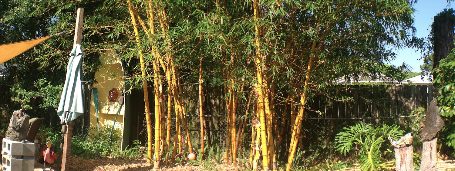 7004 Salerno Road Fort Pierce, FL 34951 - Photo 54 of 64 bamboo trees
