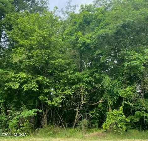 a view of a lush green forest