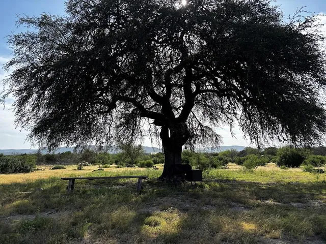 a view of a yard with trees