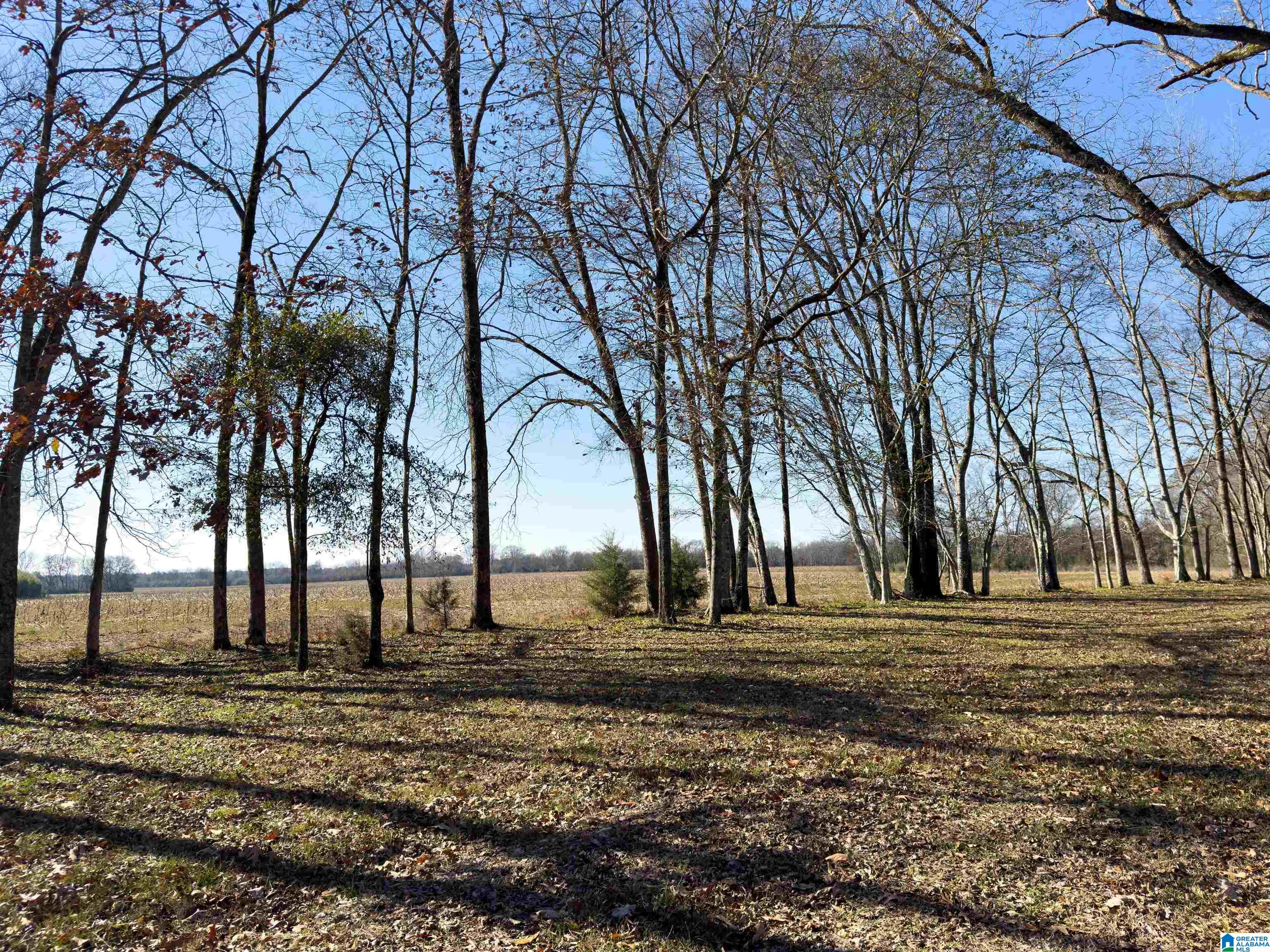 4366 County Road 45 Marion Junction, AL 36759 - Photo 34 of 41