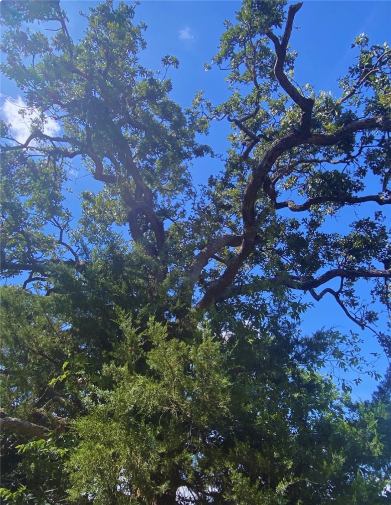 10830 Whiterock Road Bremond, TX 76629 - Photo 9 of 9 Mature oaks reaching for the sky.