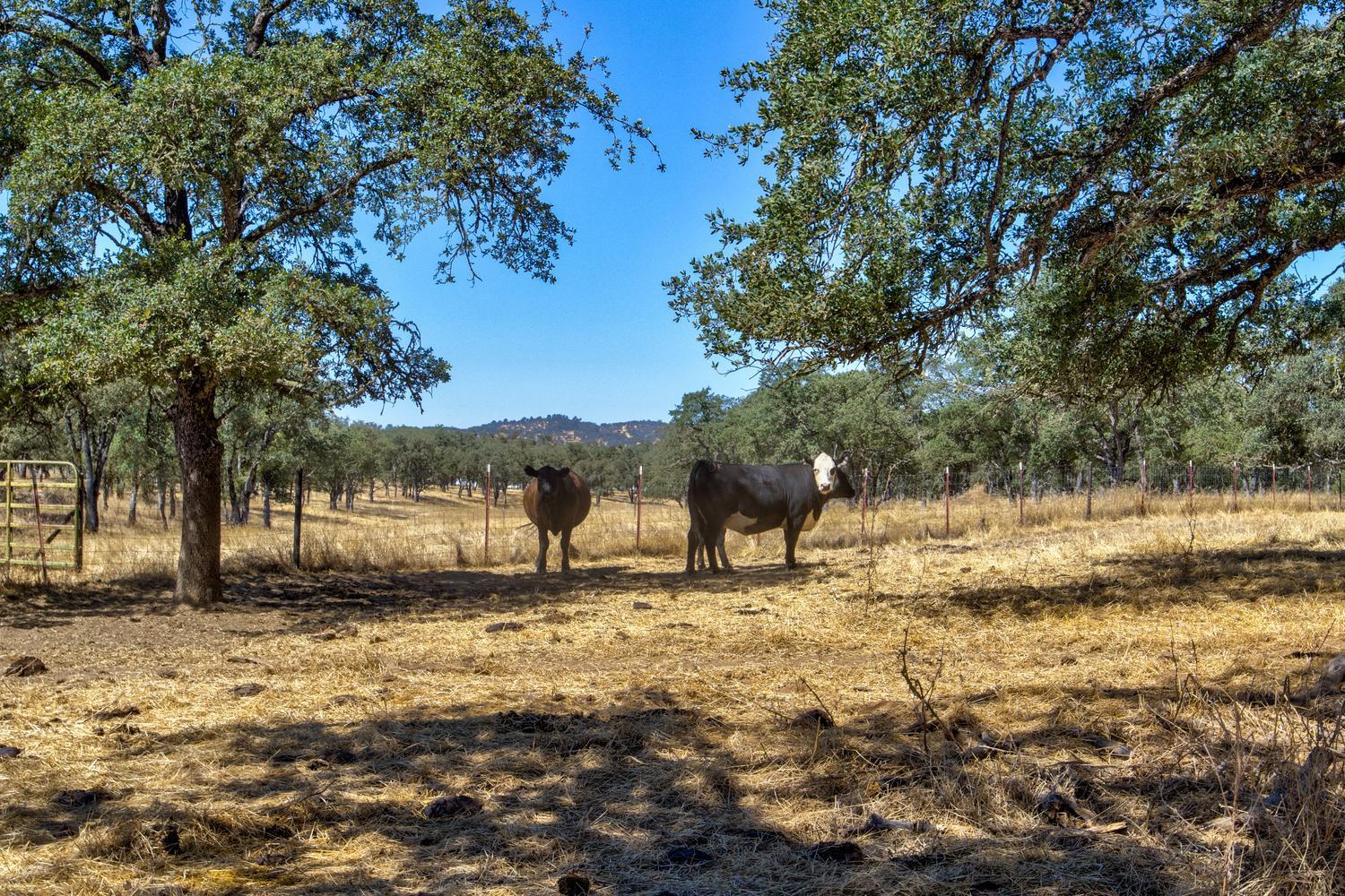 12550 Hogan Dam Road Farmington, CA 95230 - Photo 59 of 75