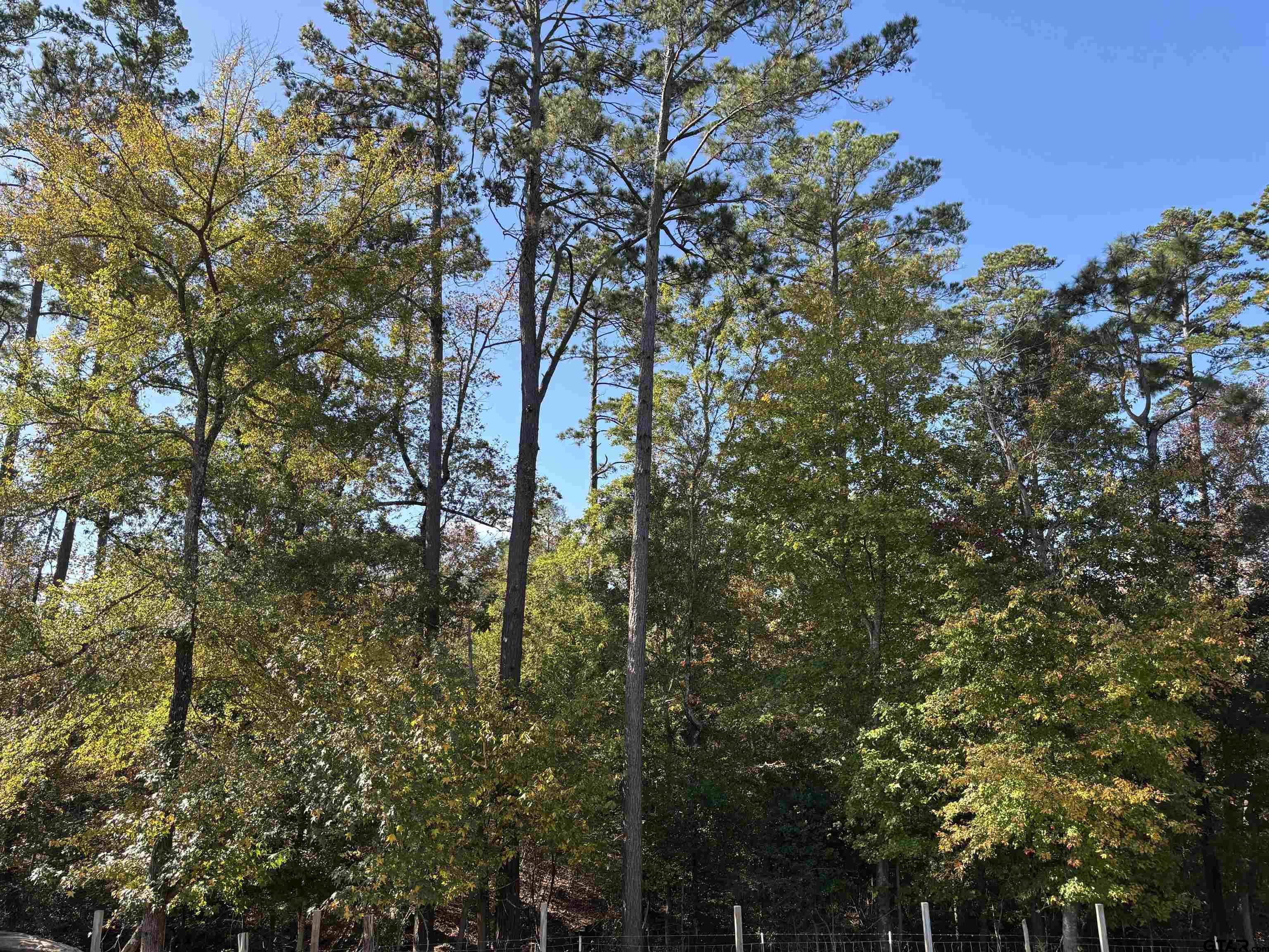 196 Twisted Oaks Road Rusk, TX 75785 - Photo 23 of 25 a view of forest