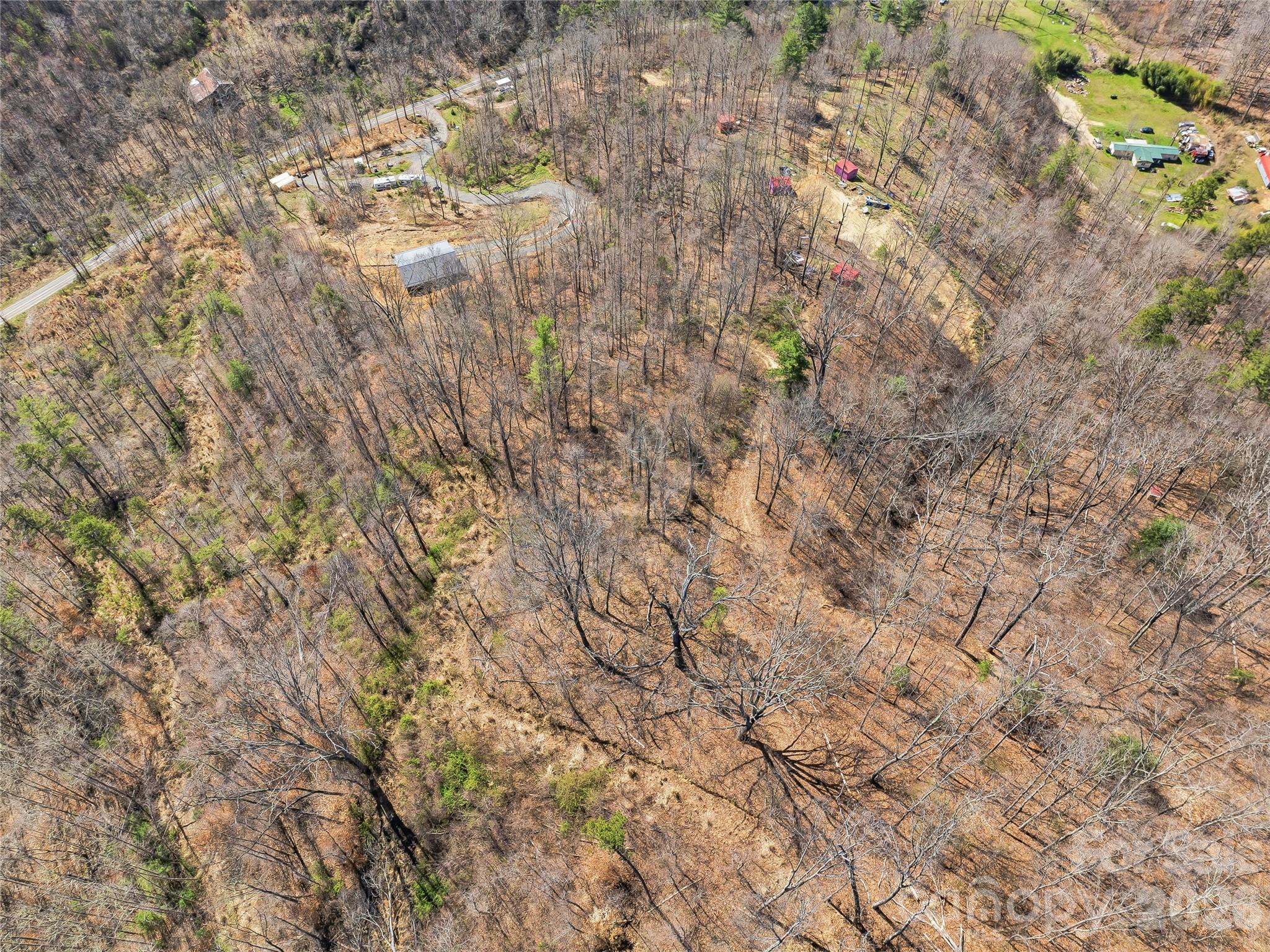 182 Whittemore Branch Road Barnardsville, NC 28709 - Photo 39 of 46 a close up of a plant with a tree